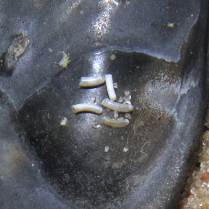 Pygmy tusk shell