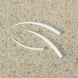 Slender tuskworm