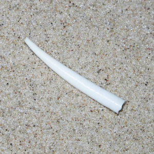 Common tusk shell
