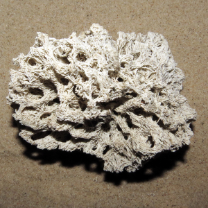 Filigraner Kalkröhrenwurm