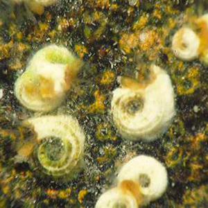 Braziliaanse spiraalkokerworm