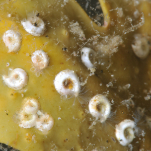 Kleine spiraalkokerworm