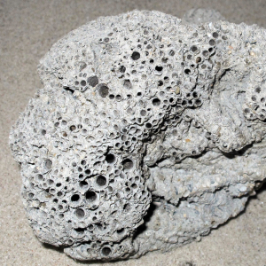 Röhren Südliche Sandkoralle