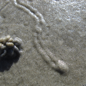 Arctic barrel-bubble track