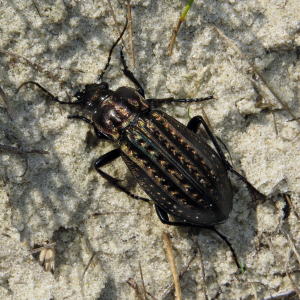 Bog ground beetle