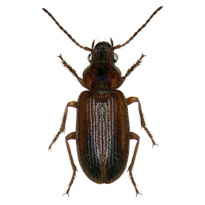 Saltmarsh beetle