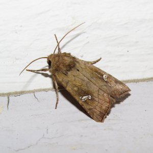 Saltern Ear Moth