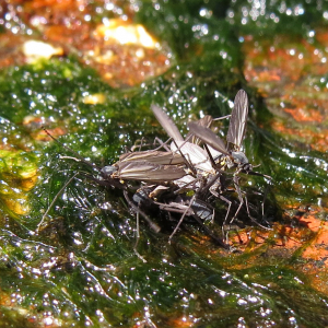 Asiatisk kystdansemyg