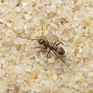 Grey dune ant
