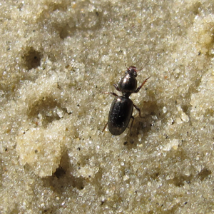 Fossorial ground beetles