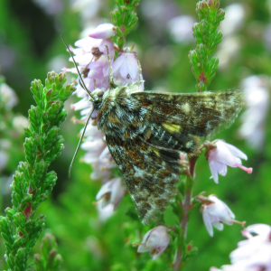 Hvidplettet lyngugle