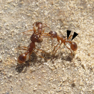 Common red ant