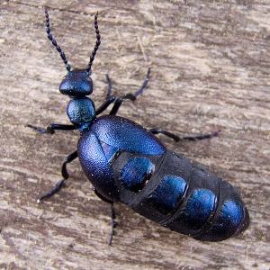 European oil beetle