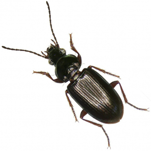 Bronze saltmarsh beetle