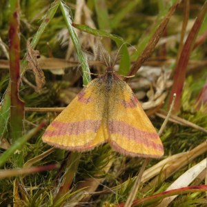 Purple-barred yellow moth
