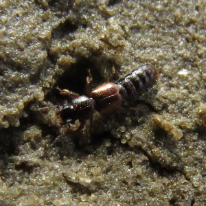 Dreihörniger Salzkäfer