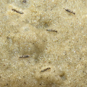 Foam-sand rove beetle