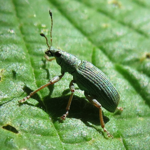 Other weevils