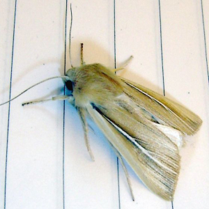 Shore Wainscot moth