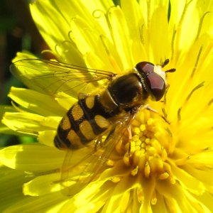Coloured hoverflies