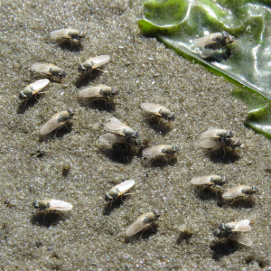 Small kelp flies