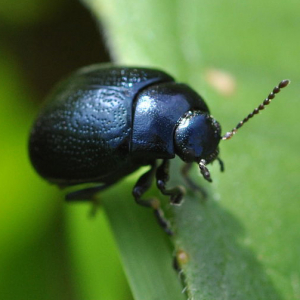 Blue plantain leaf beetle