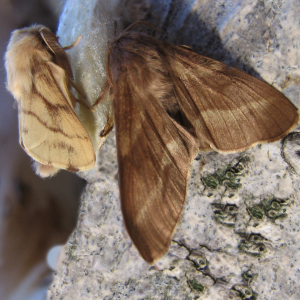 Ground Lackey moth
