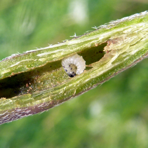 Sea plantain stem-boring weevil larva