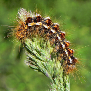 Brown-tail moth caterpillars