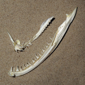 Predatory fish skull
