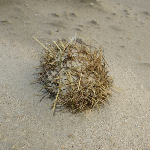 Seeball Strandquecke