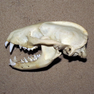 Badger skull