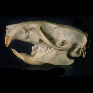 Rat skull