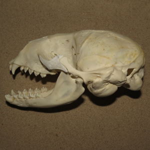 Seal skull