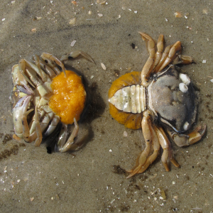 Shore crab eggs
