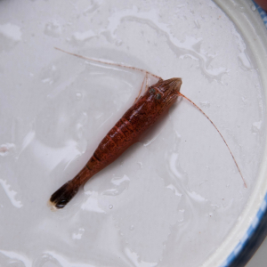 Pigmentstörung Garnele