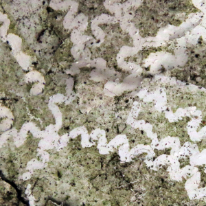 Fraßspur Käferschnecke