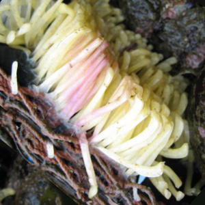 Geaderde stekelhoorn