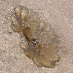 Dværgblæksprutte æg