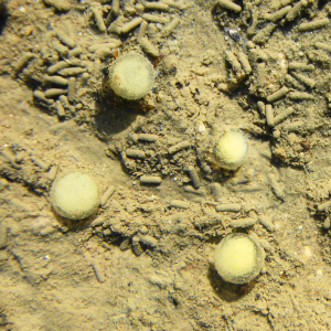 Gallery worm eggs