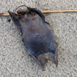 Ægkapsel fra småøjet rokke