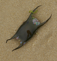Spotted ray egg case