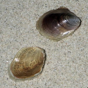 Aplysia spec (Scutum)