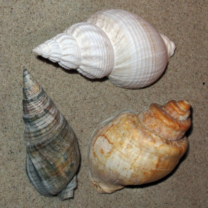 Common whelk malformation  