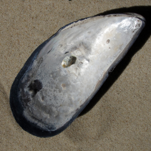 Polydora shell damage
