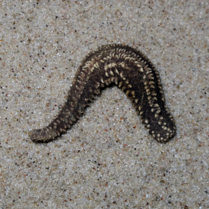 Leptopentacta elongata