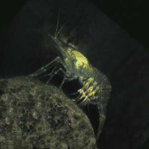 Sporentierchen-Befall