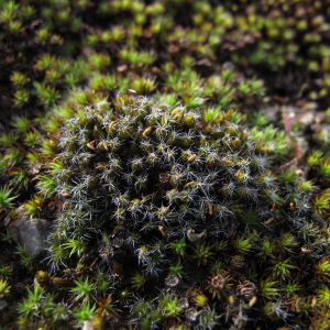 Heath star moss