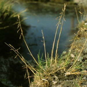 Weeping alkali grass