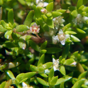 New zealandsk korsarve